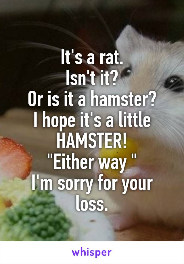 It's a rat.
Isn't it?
Or is it a hamster?
I hope it's a little
HAMSTER!
"Either way "
I'm sorry for your loss.