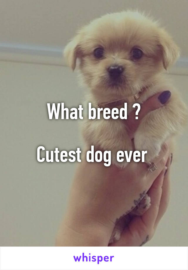 What breed ?

Cutest dog ever 