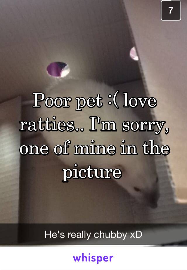 Poor pet :( love ratties.. I'm sorry, one of mine in the picture 