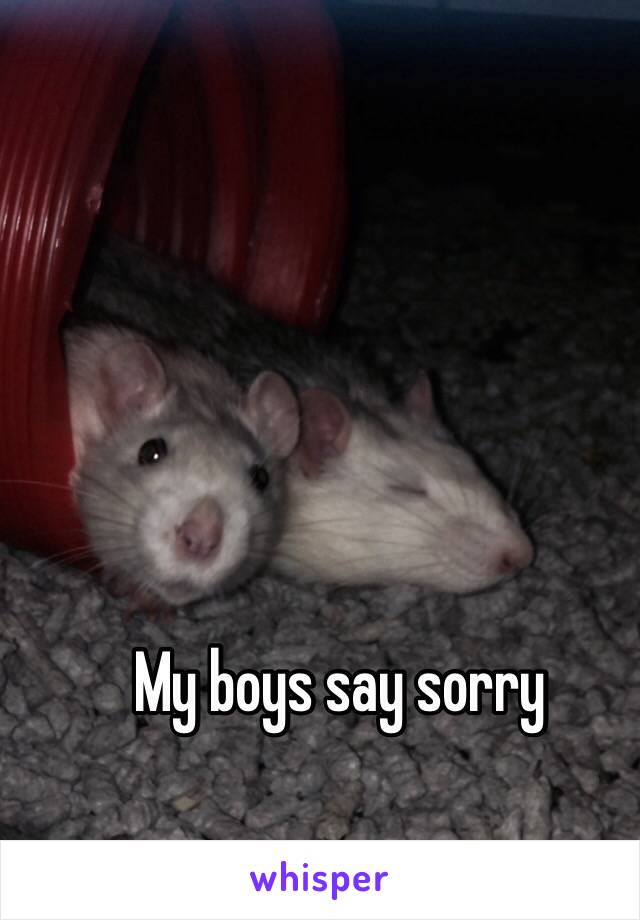 My boys say sorry