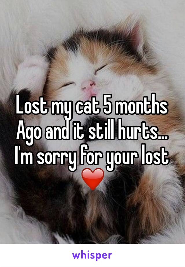 Lost my cat 5 months Ago and it still hurts... I'm sorry for your lost ❤️