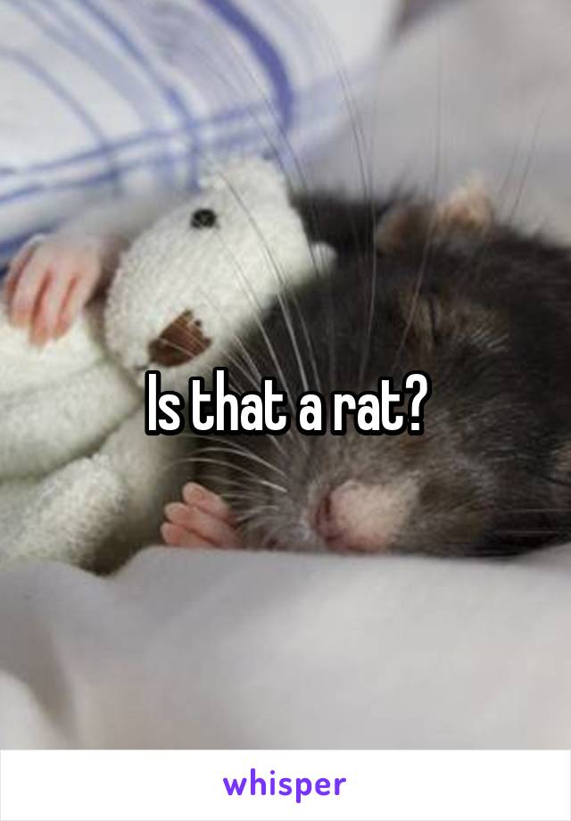 Is that a rat?