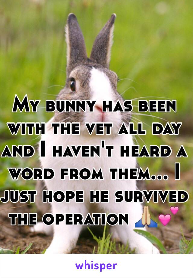 My bunny has been with the vet all day and I haven't heard a word from them... I just hope he survived the operation 🙏🏼💕