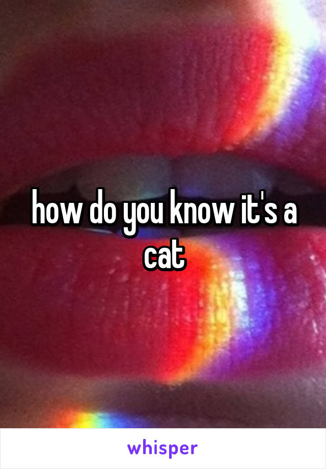 how do you know it's a cat