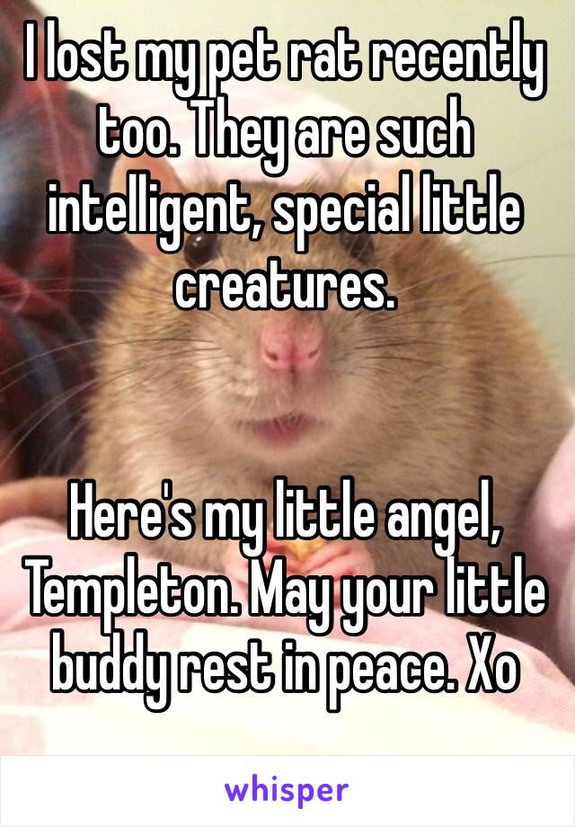 I lost my pet rat recently too. They are such intelligent, special little creatures. 


Here's my little angel, Templeton. May your little buddy rest in peace. Xo 