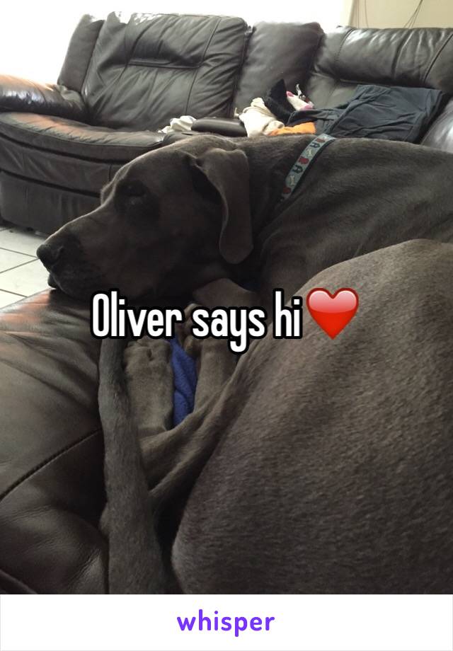 Oliver says hi❤️