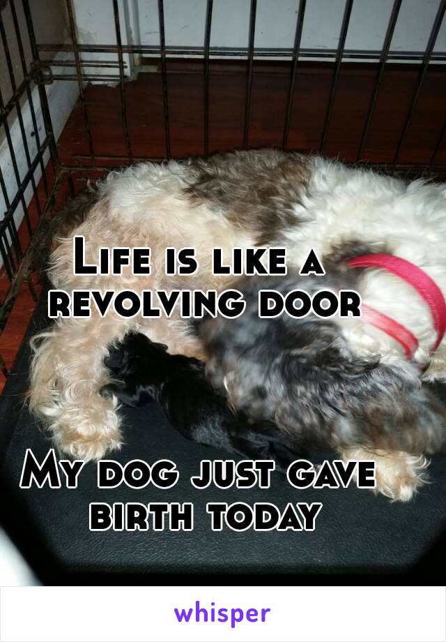 Life is like a revolving door



My dog just gave birth today