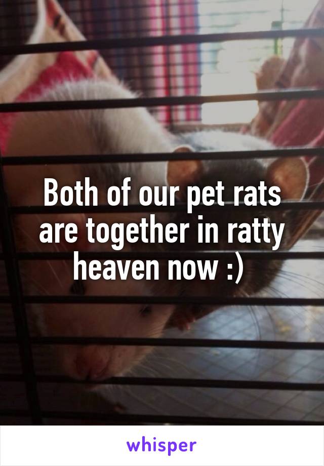 Both of our pet rats are together in ratty heaven now :) 