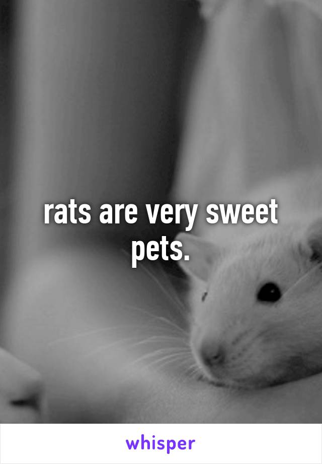 rats are very sweet pets.