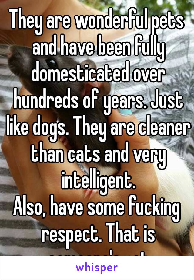 They are wonderful pets and have been fully domesticated over hundreds of years. Just like dogs. They are cleaner than cats and very intelligent.
Also, have some fucking respect. That is someone's pet