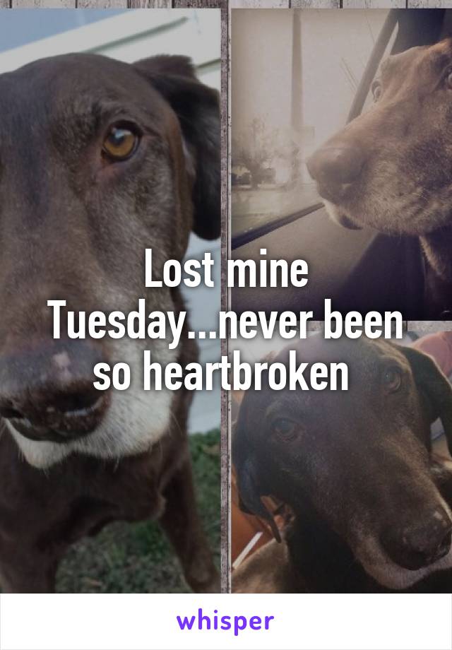 Lost mine Tuesday...never been so heartbroken 