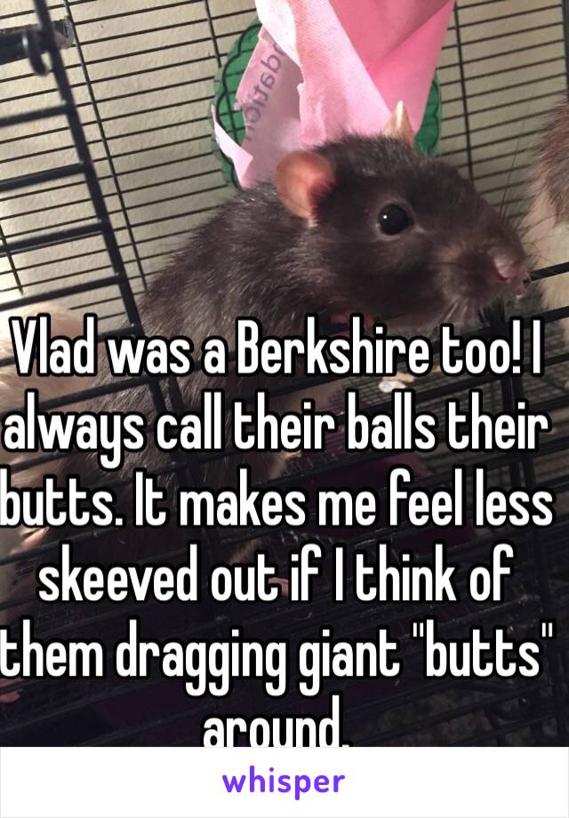 Vlad was a Berkshire too! I always call their balls their butts. It makes me feel less skeeved out if I think of them dragging giant "butts" around.