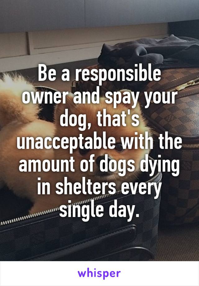 Be a responsible owner and spay your dog, that's unacceptable with the amount of dogs dying in shelters every single day.