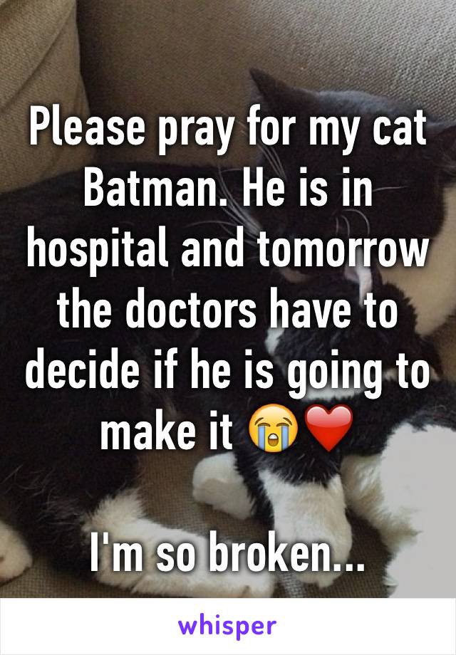 Please pray for my cat Batman. He is in hospital and tomorrow the doctors have to decide if he is going to make it 😭❤️

I'm so broken...