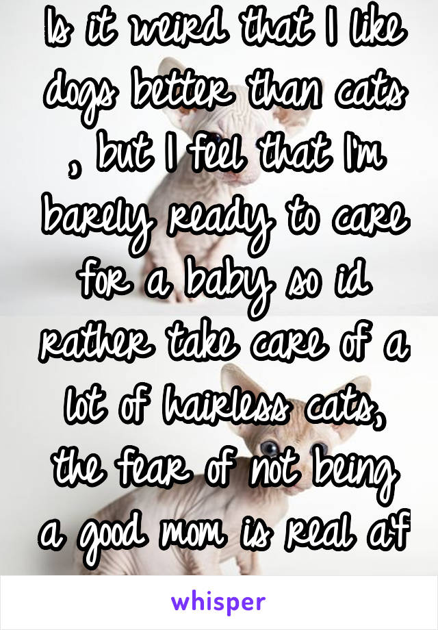 Is it weird that I like dogs better than cats , but I feel that I'm barely ready to care for a baby so id rather take care of a lot of hairless cats, the fear of not being a good mom is real a'f 