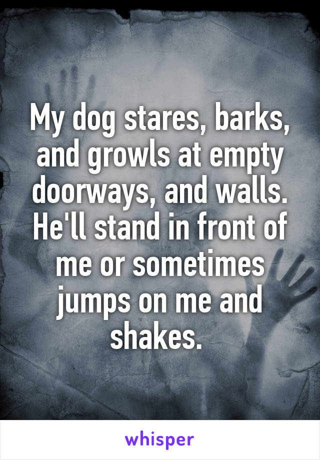 My dog stares, barks, and growls at empty doorways, and walls. He'll stand in front of me or sometimes jumps on me and shakes. 