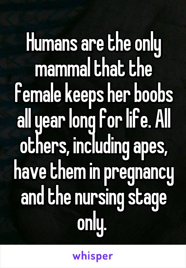 Humans are the only mammal that the female keeps her boobs all year long for life. All others, including apes, have them in pregnancy and the nursing stage only. 