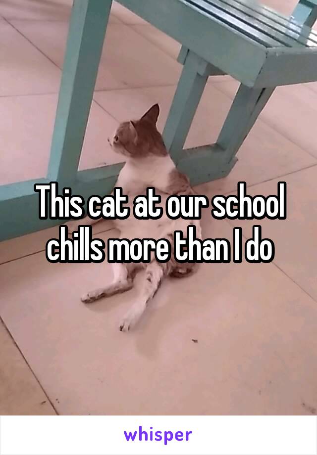 This cat at our school
chills more than I do