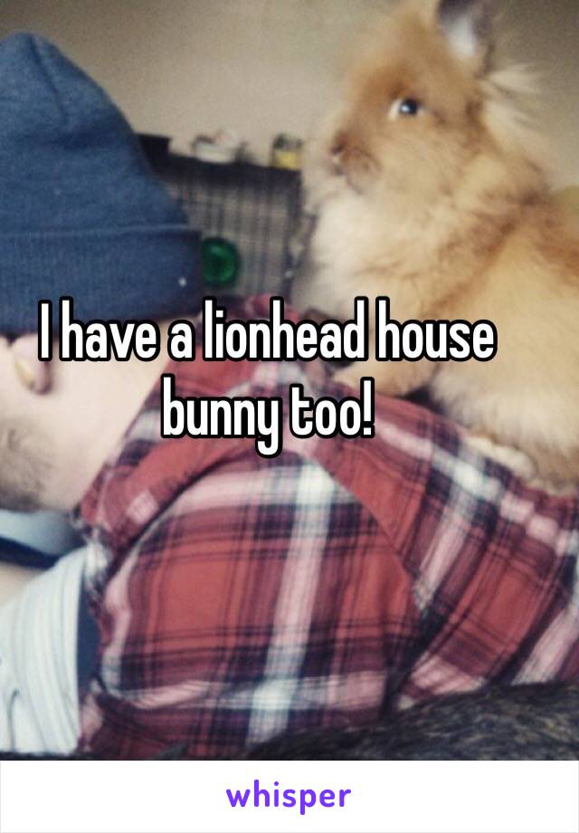 I have a lionhead house bunny too!