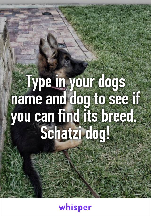 Type in your dogs name and dog to see if you can find its breed. 
Schatzi dog!