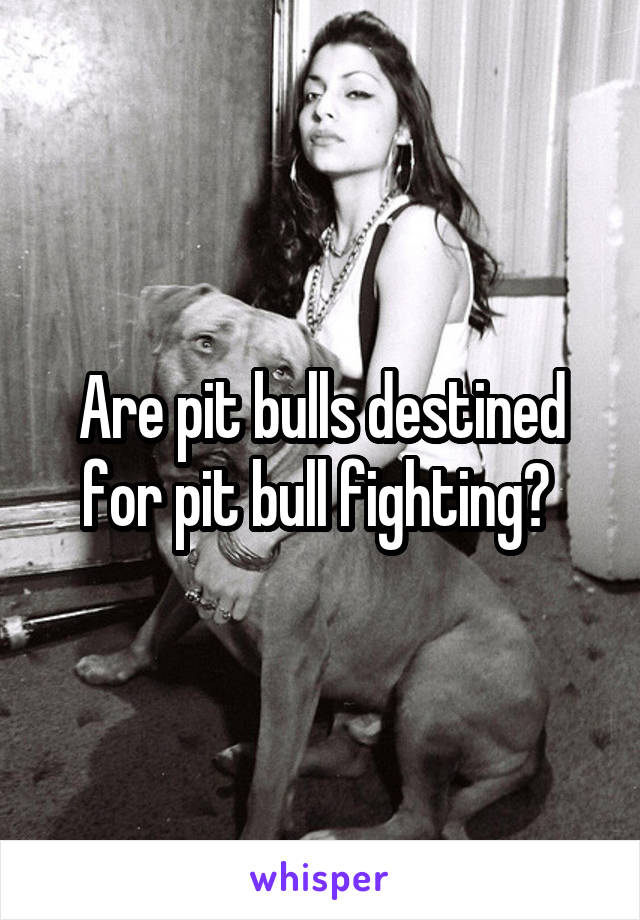 Are pit bulls destined for pit bull fighting? 