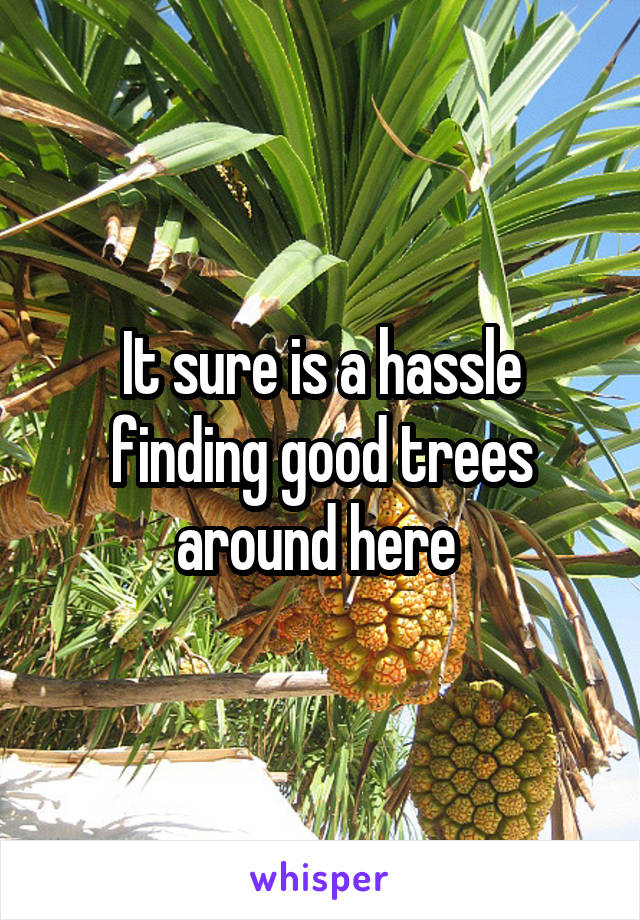 It sure is a hassle finding good trees around here 