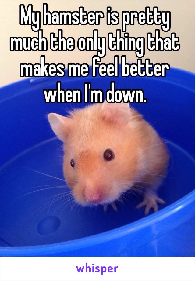 My hamster is pretty much the only thing that makes me feel better when I'm down.