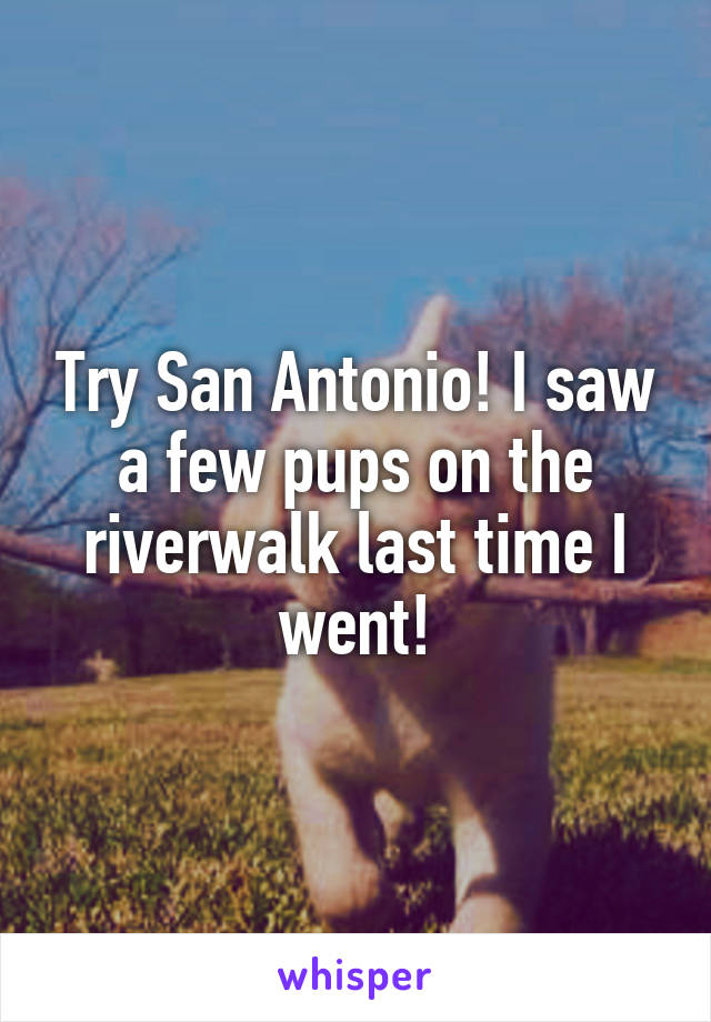 Try San Antonio! I saw a few pups on the riverwalk last time I went!