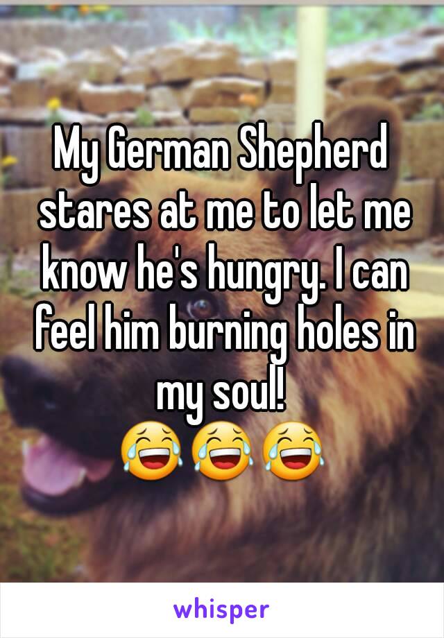 My German Shepherd stares at me to let me know he's hungry. I can feel him burning holes in my soul! 
😂😂😂