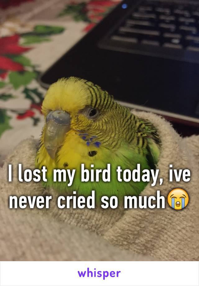 I lost my bird today, ive never cried so much😭