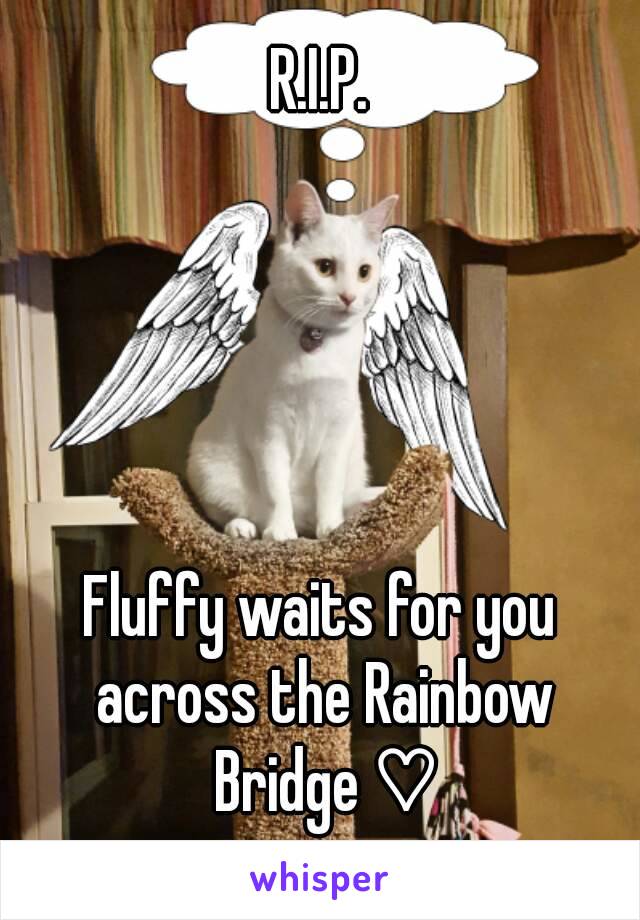 R.I.P.





Fluffy waits for you across the Rainbow Bridge ♡