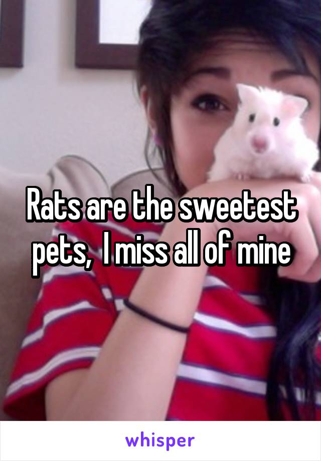 Rats are the sweetest pets,  I miss all of mine