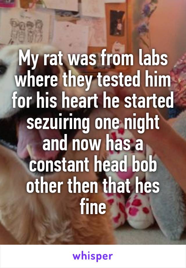 My rat was from labs where they tested him for his heart he started sezuiring one night and now has a constant head bob other then that hes fine