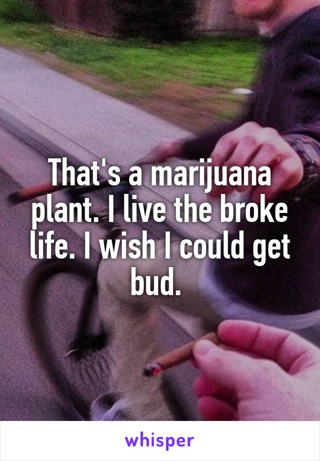 That's a marijuana plant. I live the broke life. I wish I could get bud. 