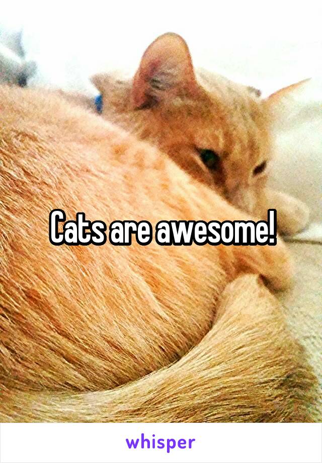 Cats are awesome!
