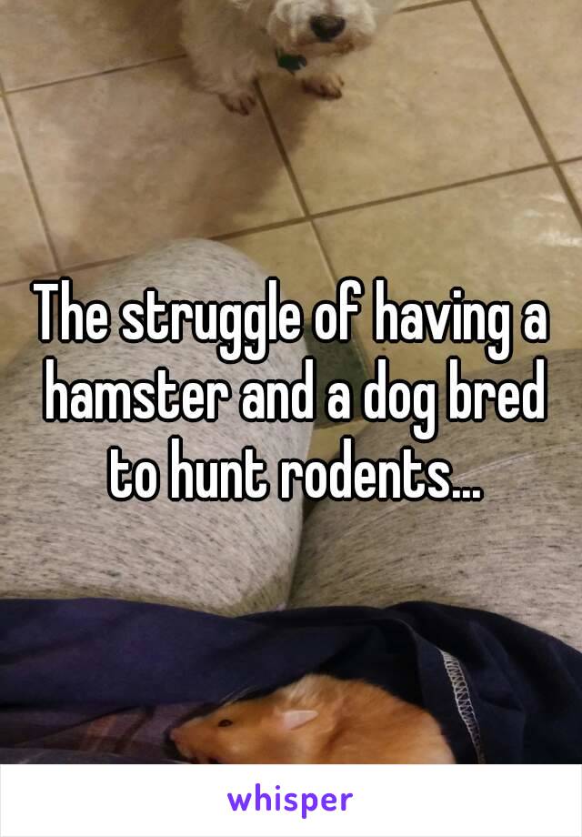 The struggle of having a hamster and a dog bred to hunt rodents...