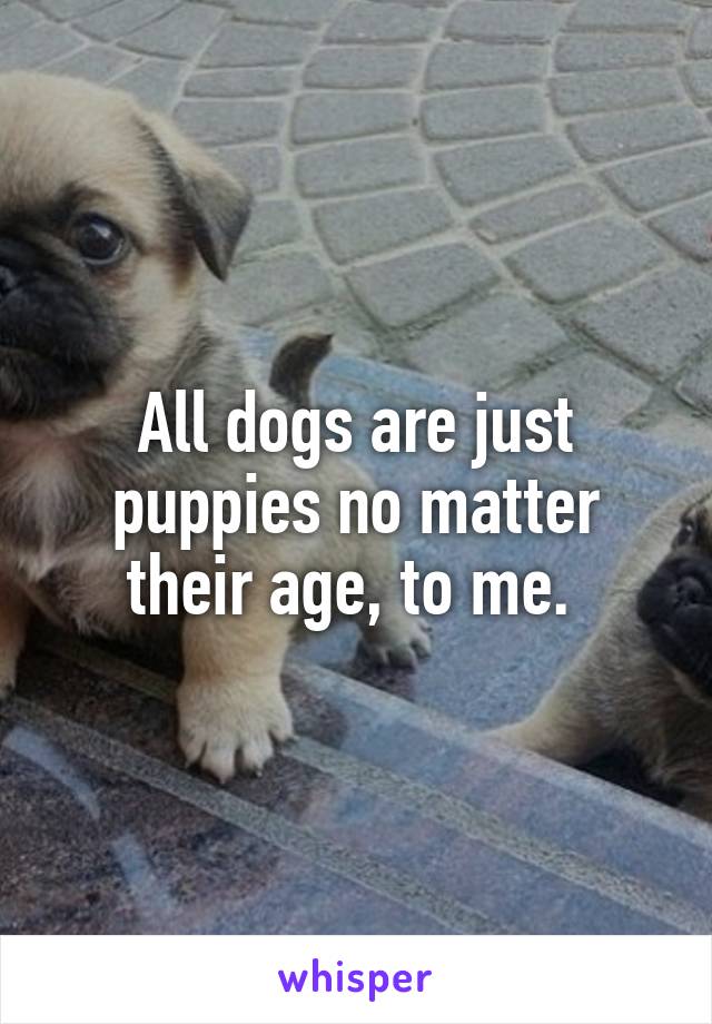 All dogs are just puppies no matter their age, to me. 