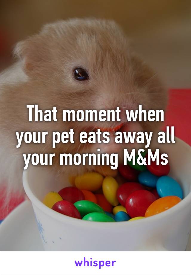 That moment when your pet eats away all your morning M&Ms