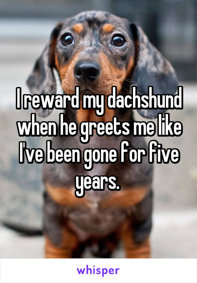 I reward my dachshund when he greets me like I've been gone for five years. 