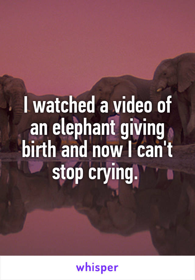 I watched a video of an elephant giving birth and now I can't stop crying. 
