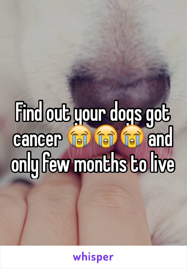 Find out your dogs got cancer 😭😭😭 and only few months to live 