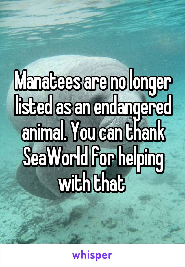 Manatees are no longer listed as an endangered animal. You can thank SeaWorld for helping with that 