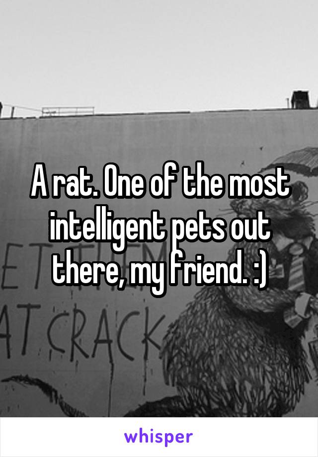 A rat. One of the most intelligent pets out there, my friend. :)