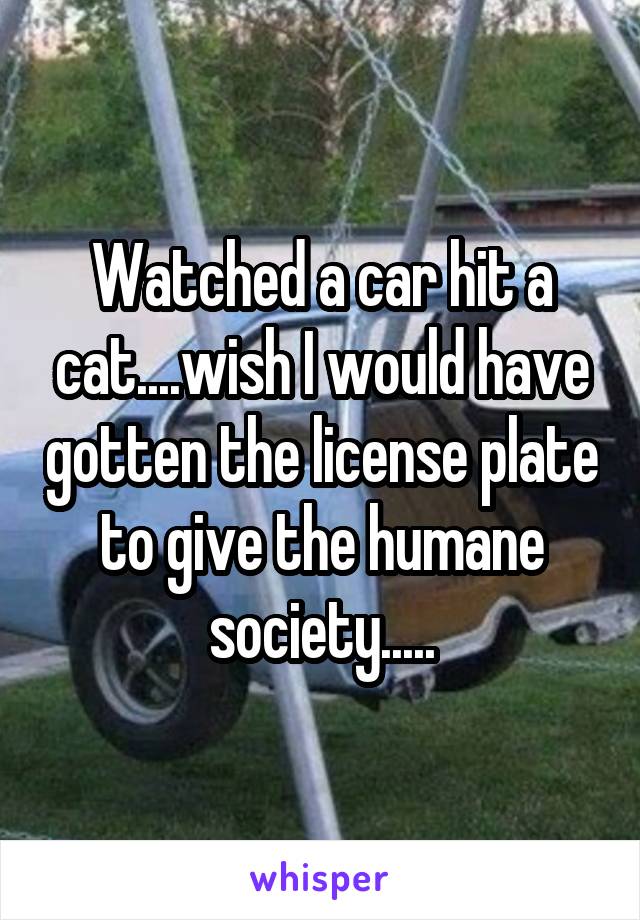 Watched a car hit a cat....wish I would have gotten the license plate to give the humane society.....