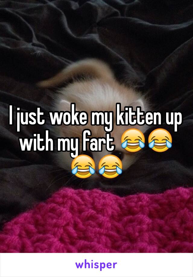 I just woke my kitten up with my fart 😂😂😂😂