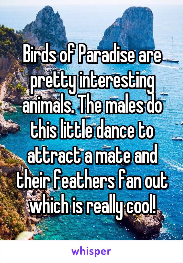 Birds of Paradise are pretty interesting animals. The males do this little dance to attract a mate and their feathers fan out which is really cool!