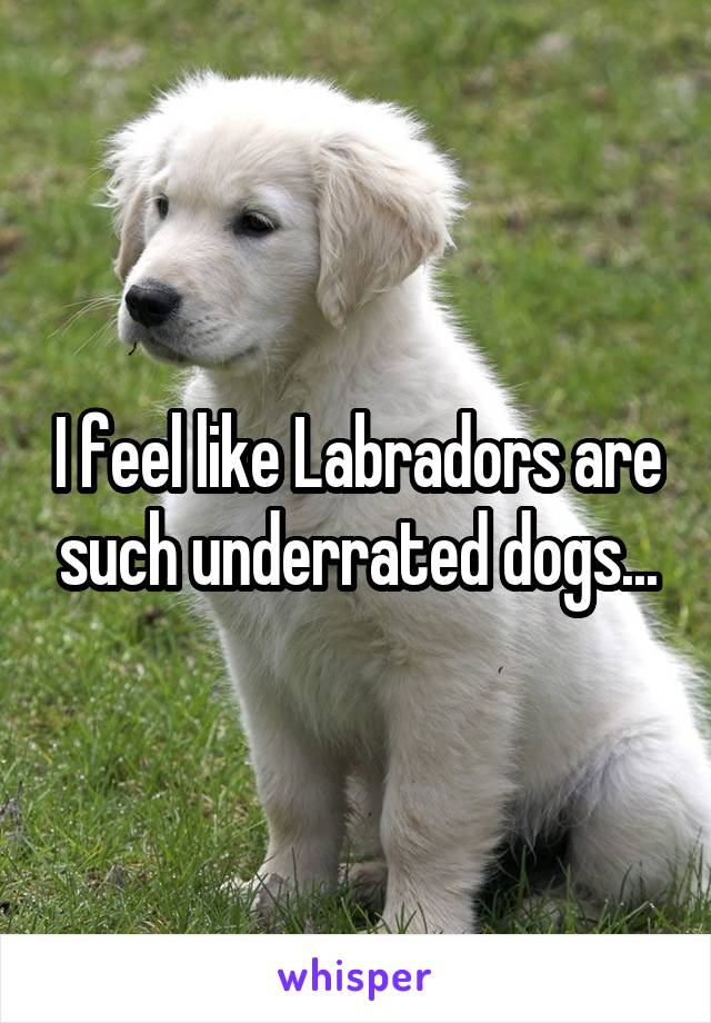 I feel like Labradors are such underrated dogs...