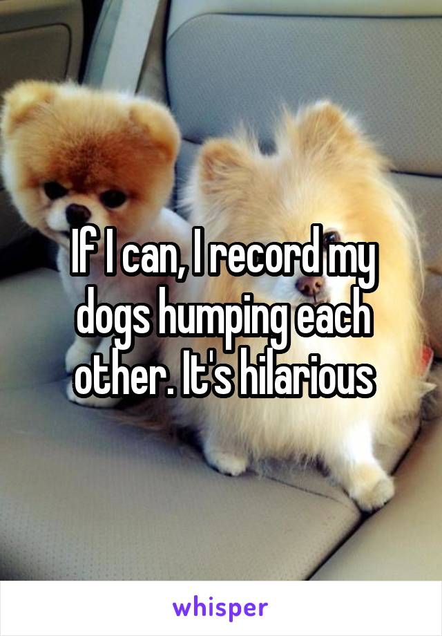 If I can, I record my dogs humping each other. It's hilarious