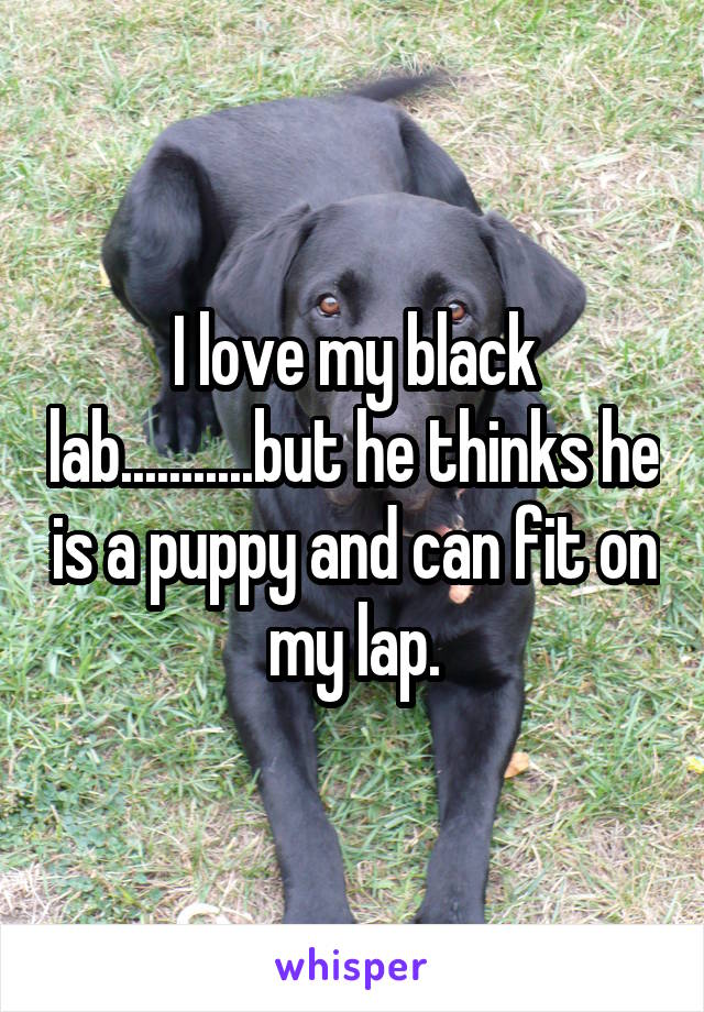 I love my black lab...........but he thinks he is a puppy and can fit on my lap.