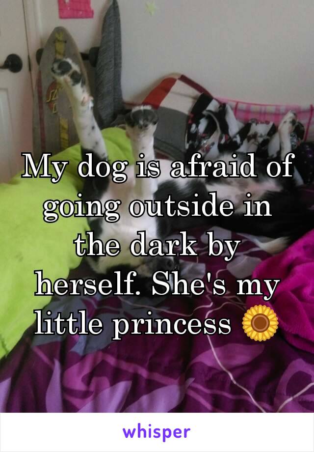 My dog is afraid of going outside in the dark by herself. She's my little princess 🌻